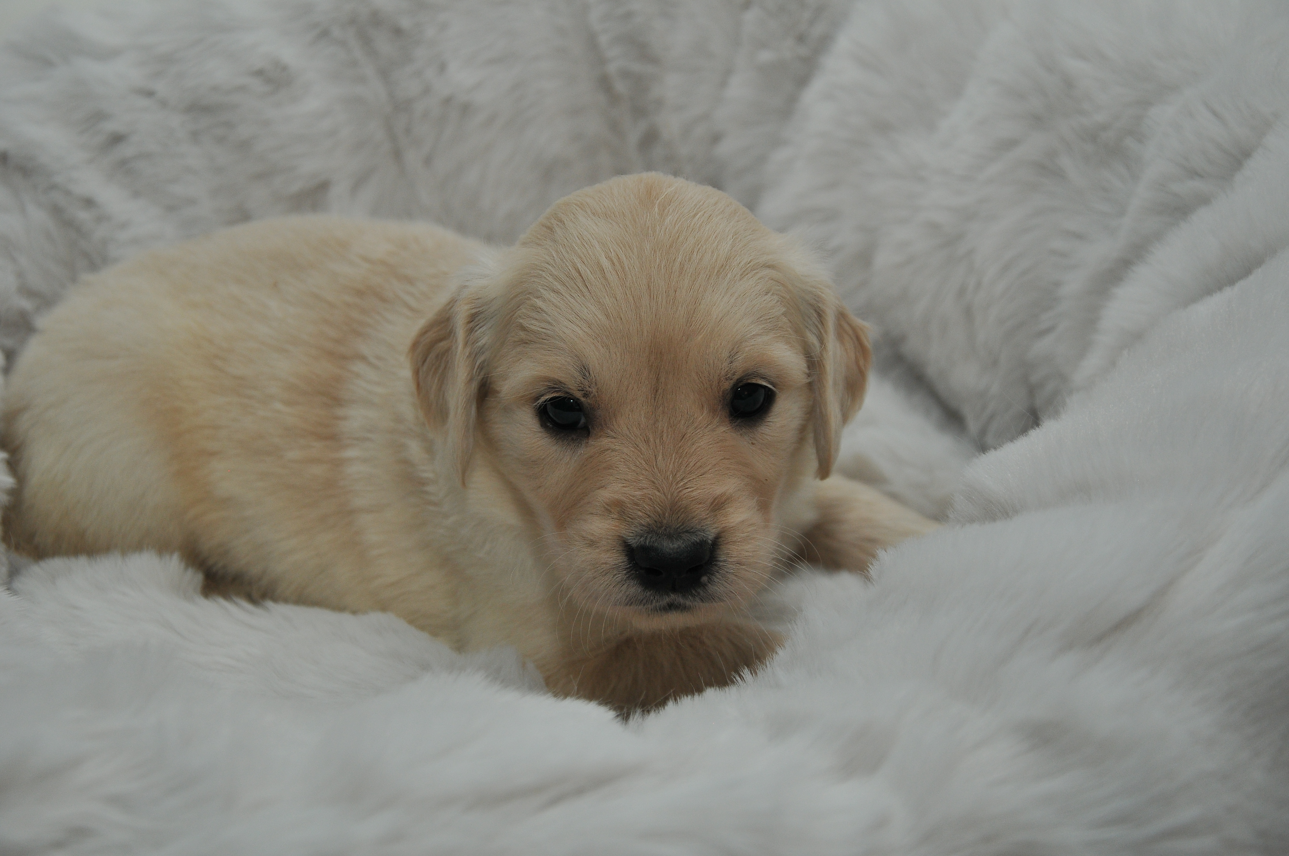 Second photo of Asthore Amore, a cute Golden Retriever puppy.